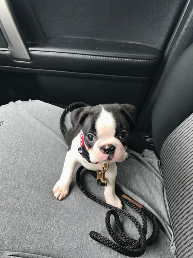 boston terrier