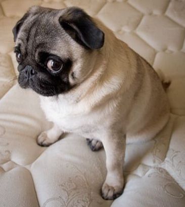 pug dog