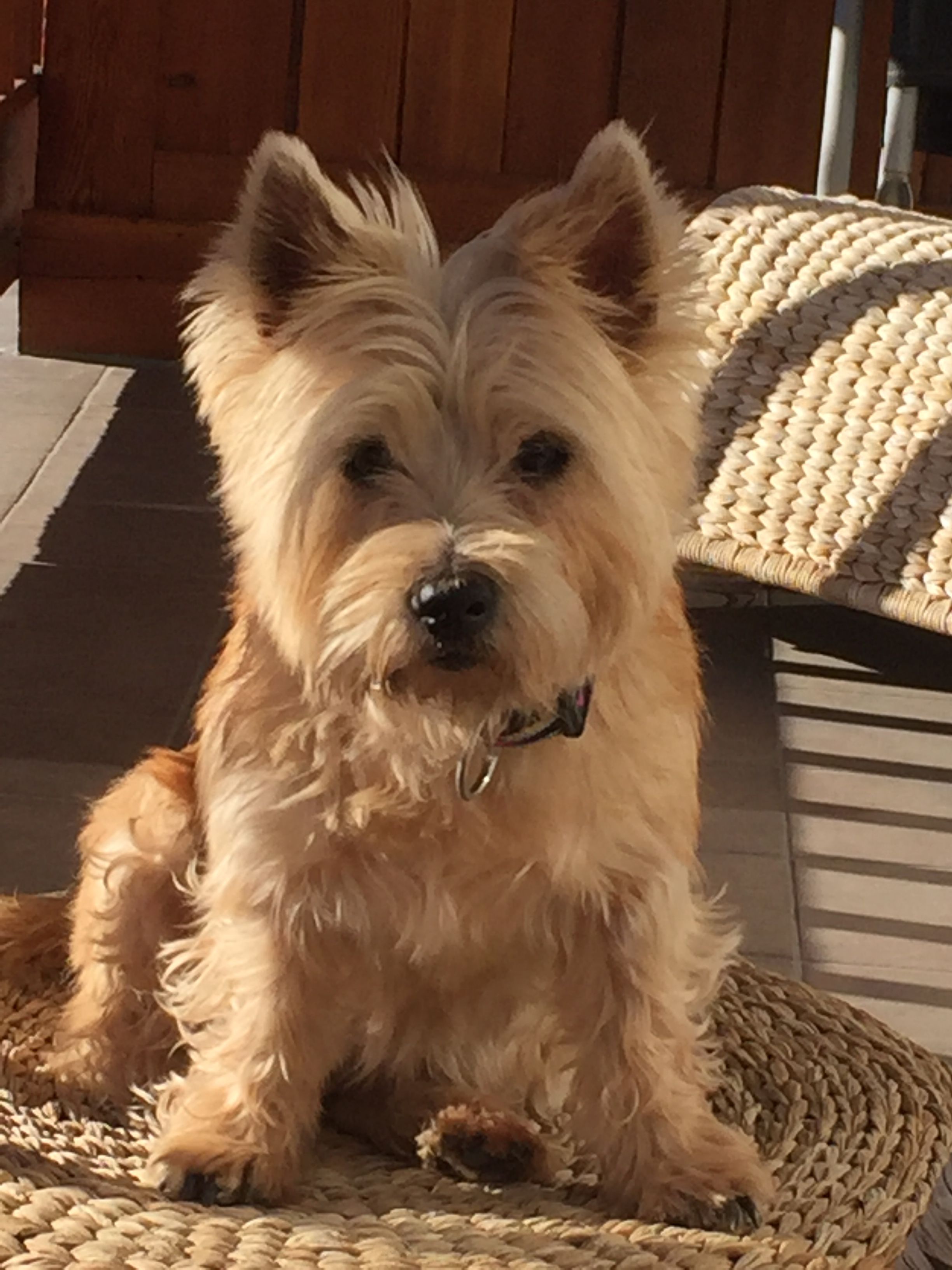 cairn terrier