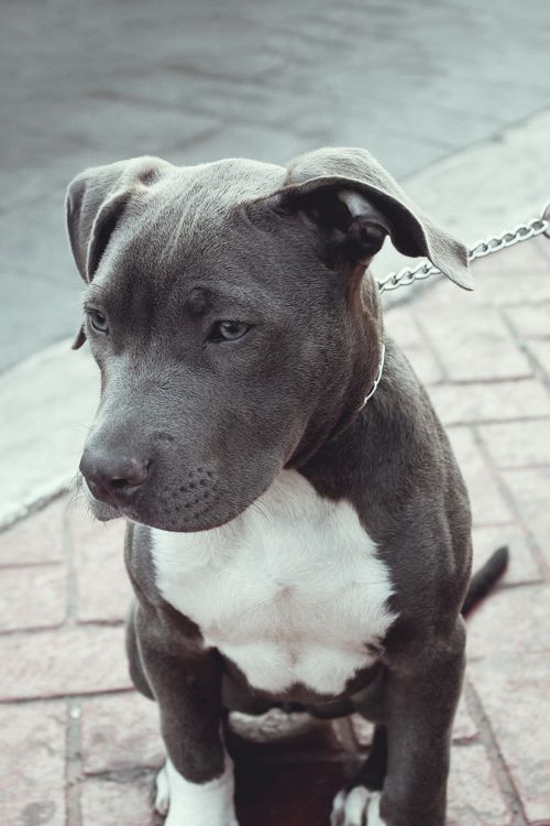 american pitbull terrier