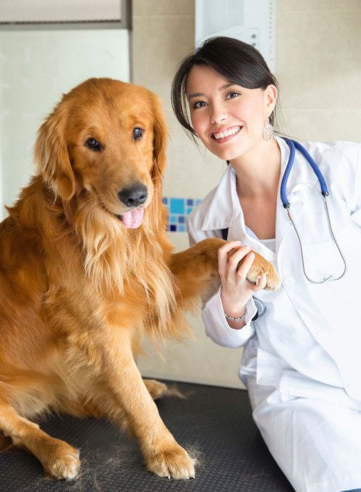 dogs vet