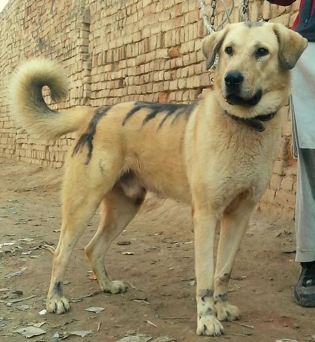 kashmir sheepdog