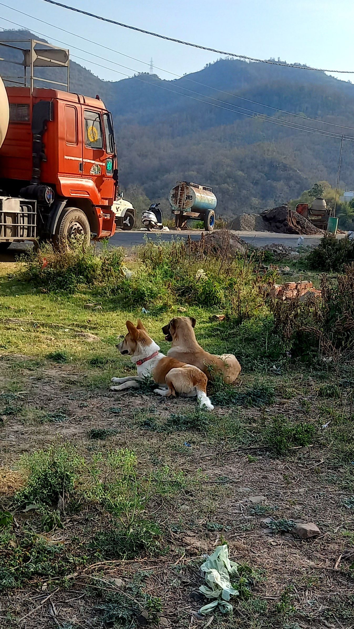 himachali dog