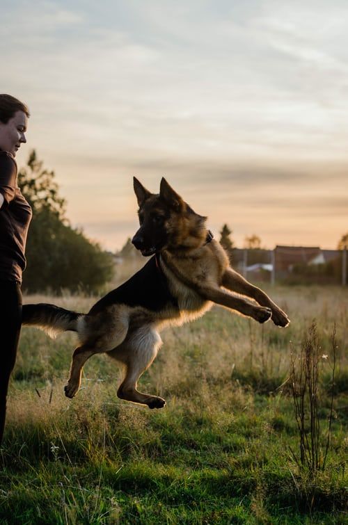 dog jumping