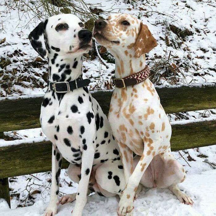 dalmatian