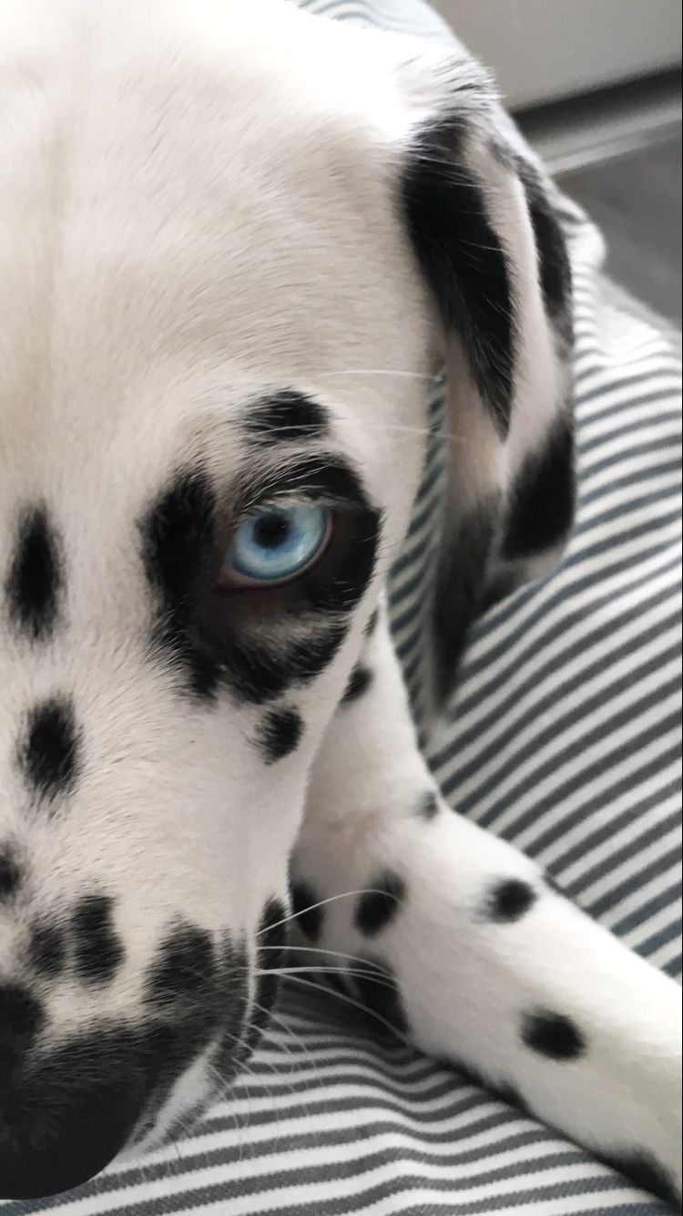 dalmatian eyes