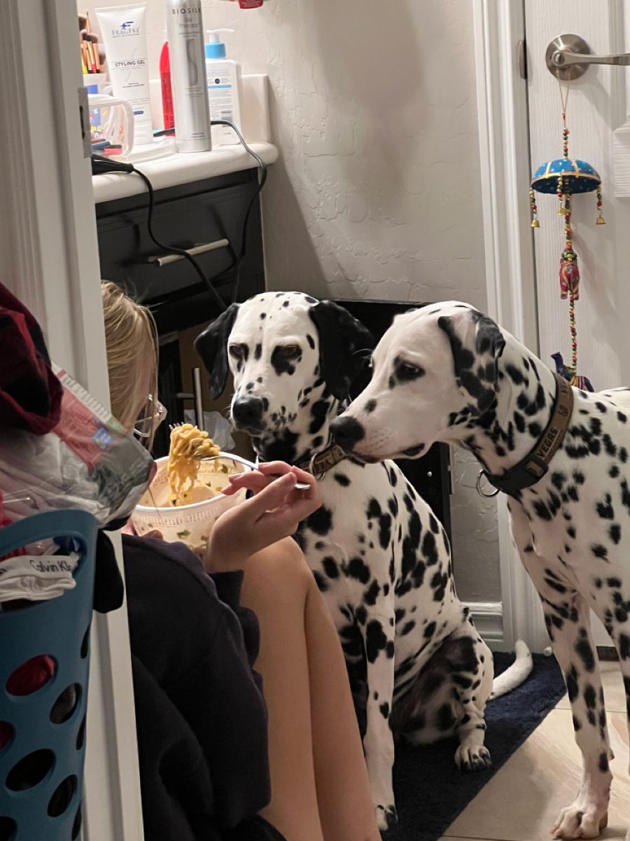 dalmatian