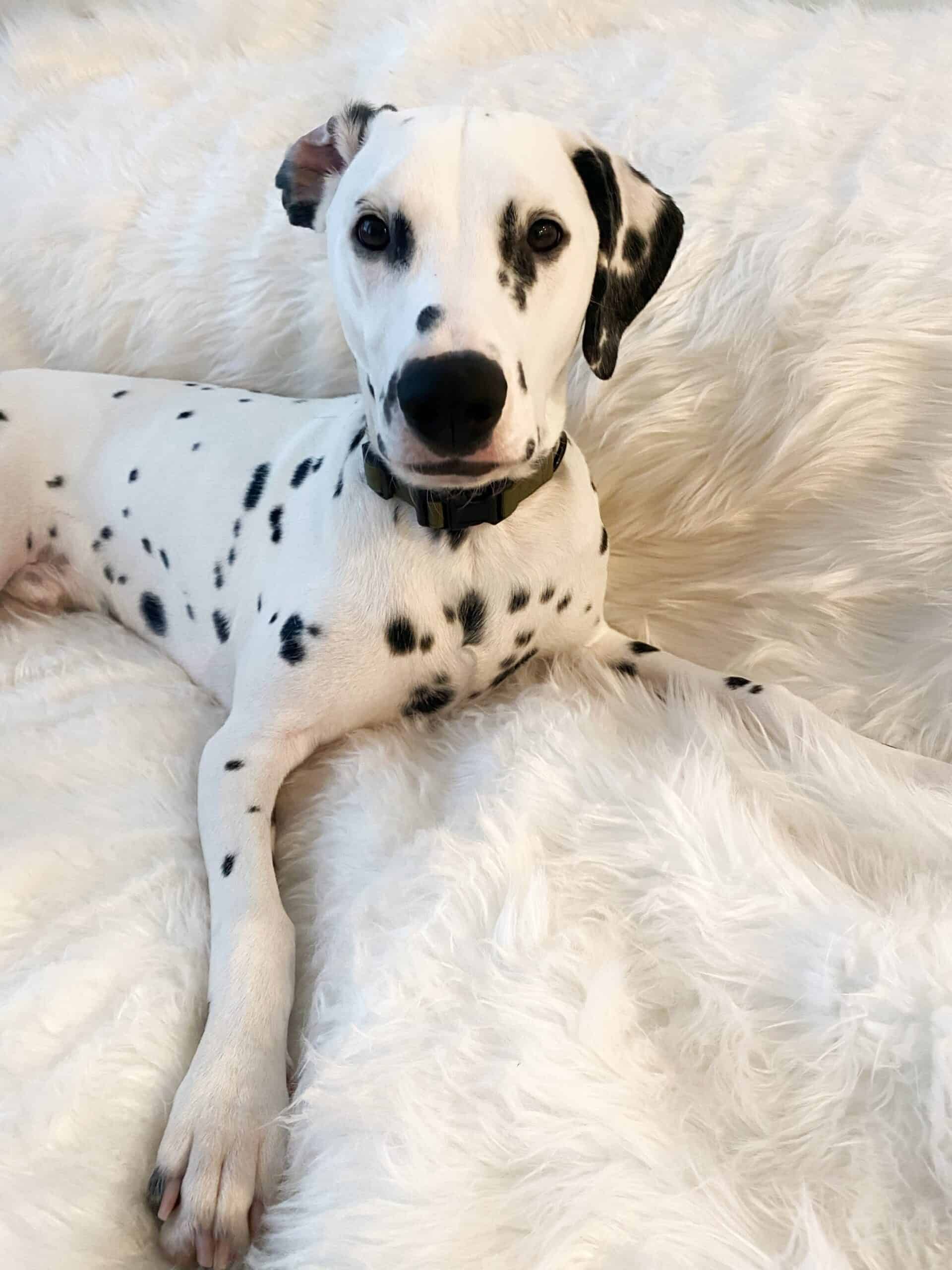 deaf dalmatian