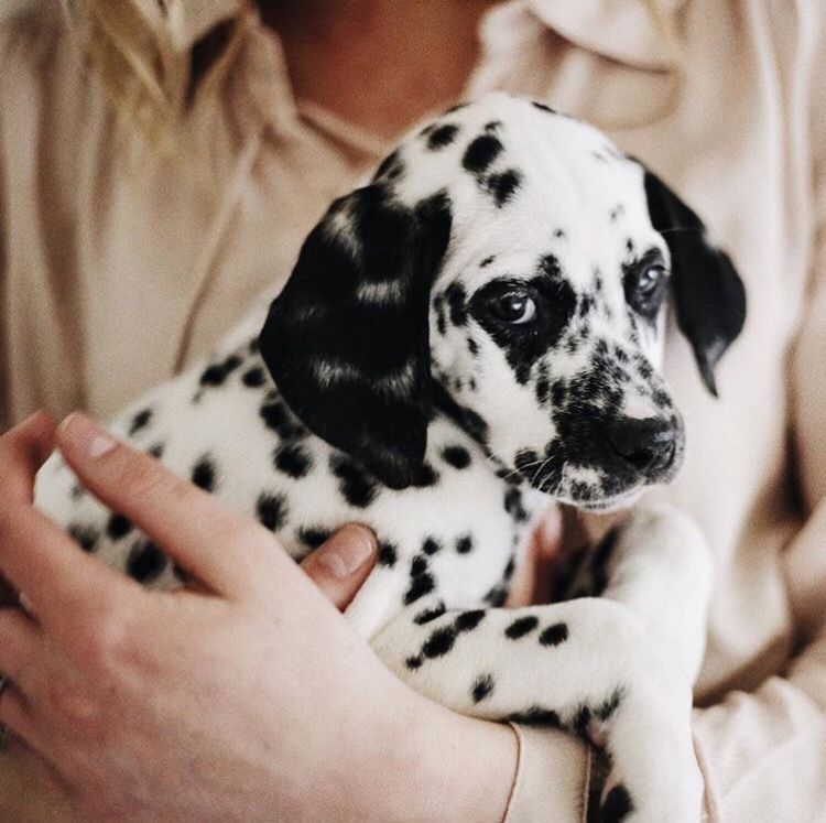 sporty dalmatian