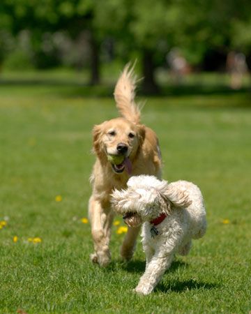 dog at park