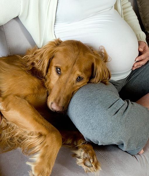 pregnant woman and dog