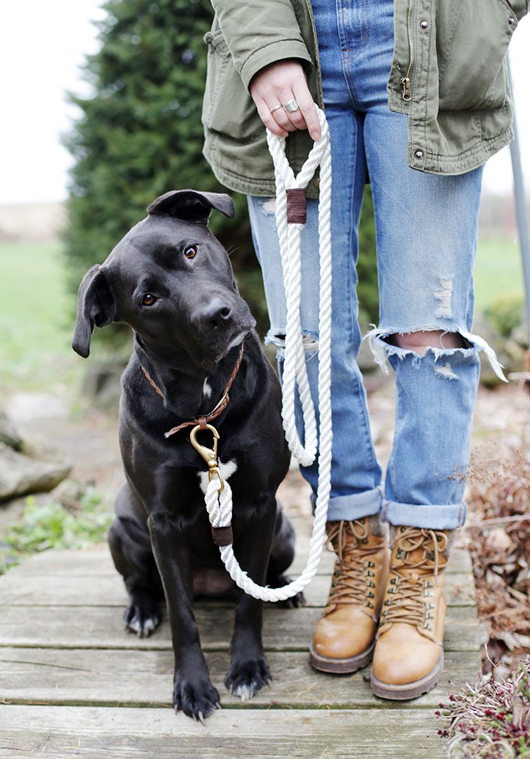 dog on leash