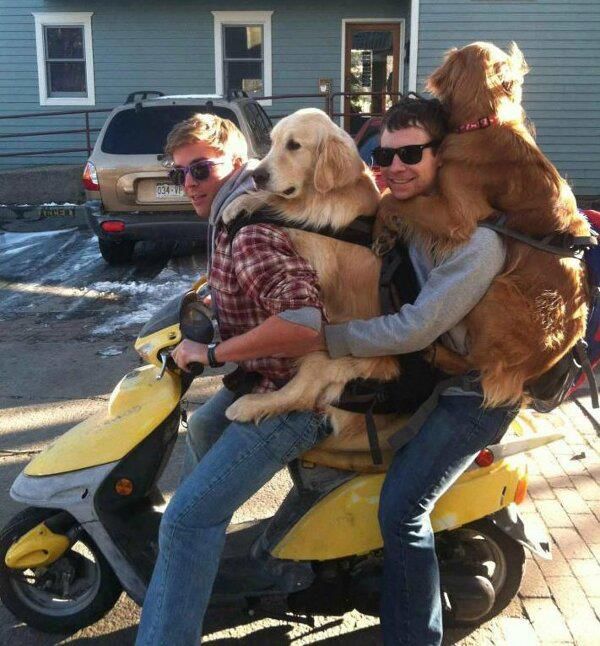 dog behind  moped