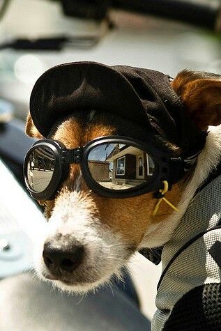 dog with goggles