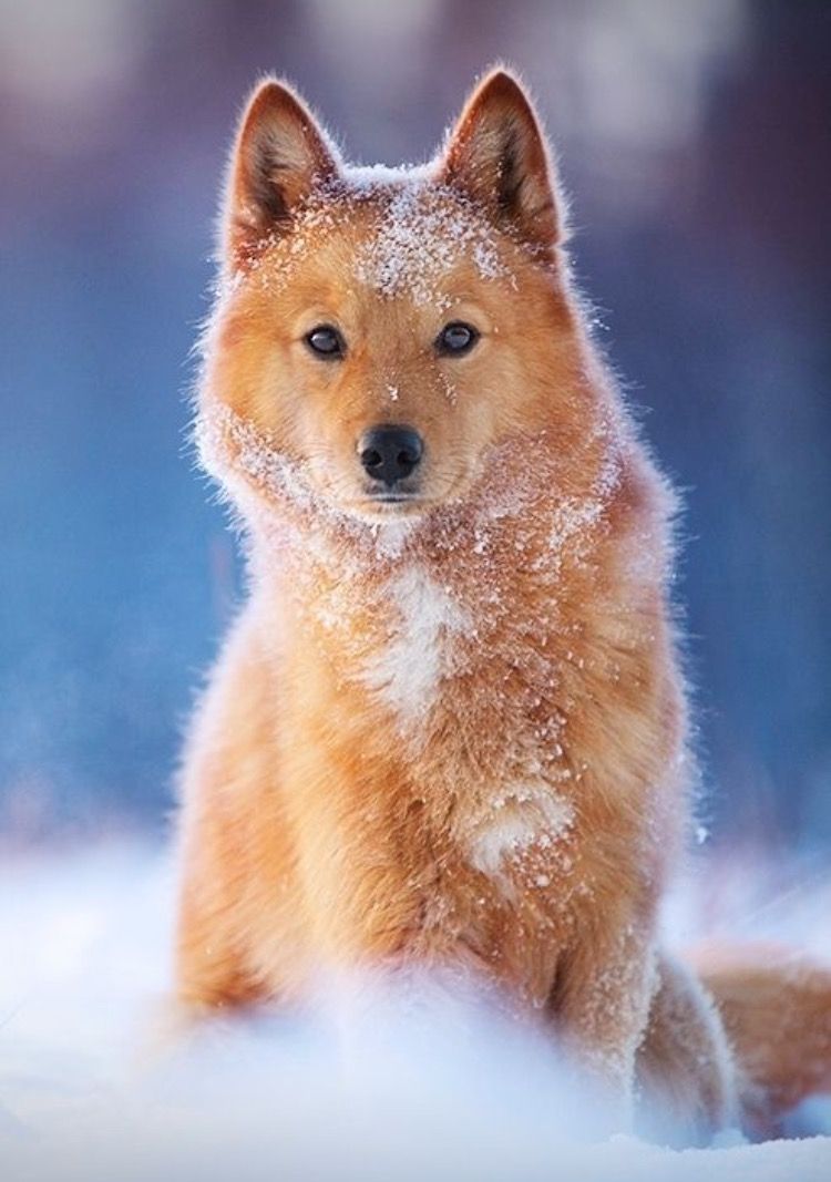 finnish spitz