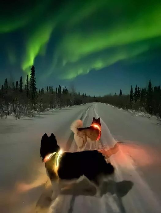 aurora borealis and dog