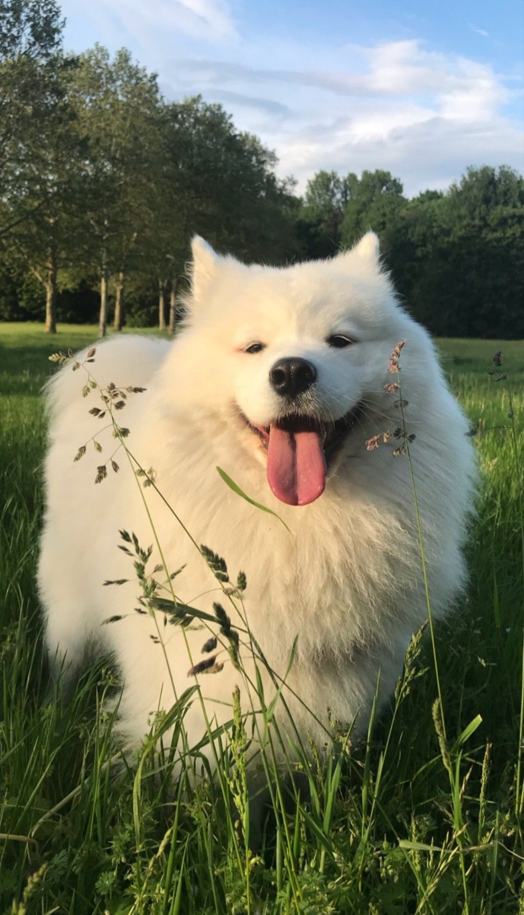 samoyed