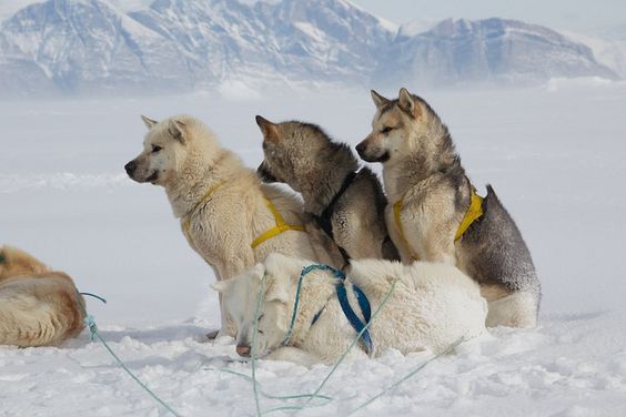 greenland dog