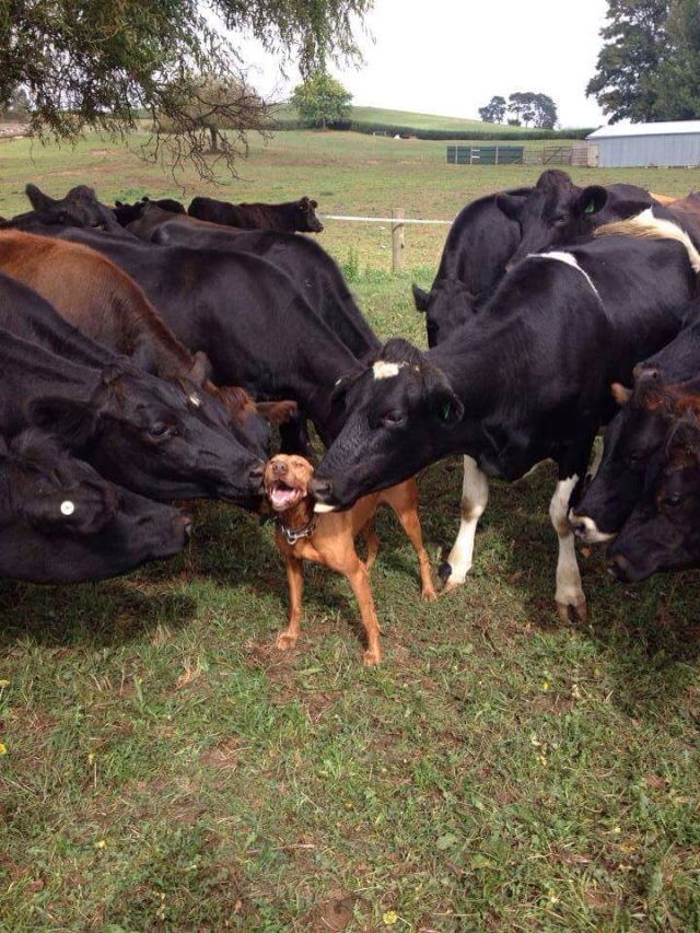 dog and cows