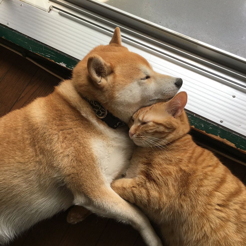 dog and cat