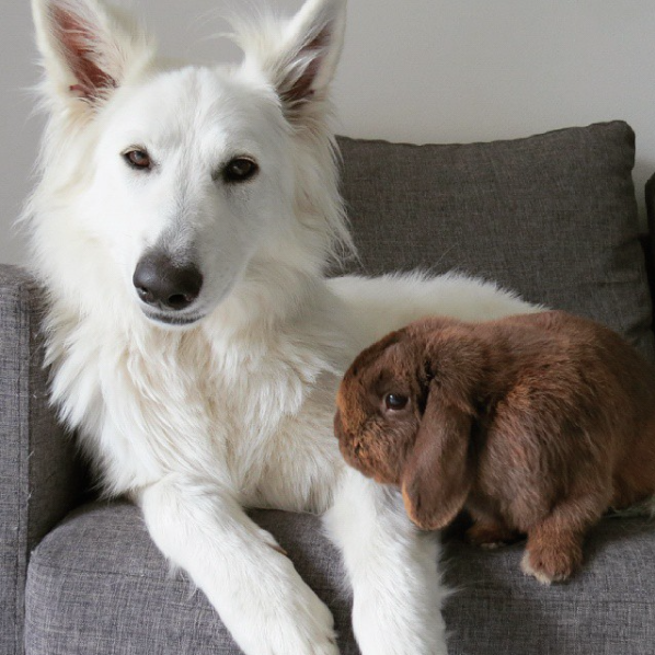 dog and rabbit