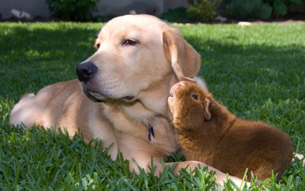 dog and guinea pig