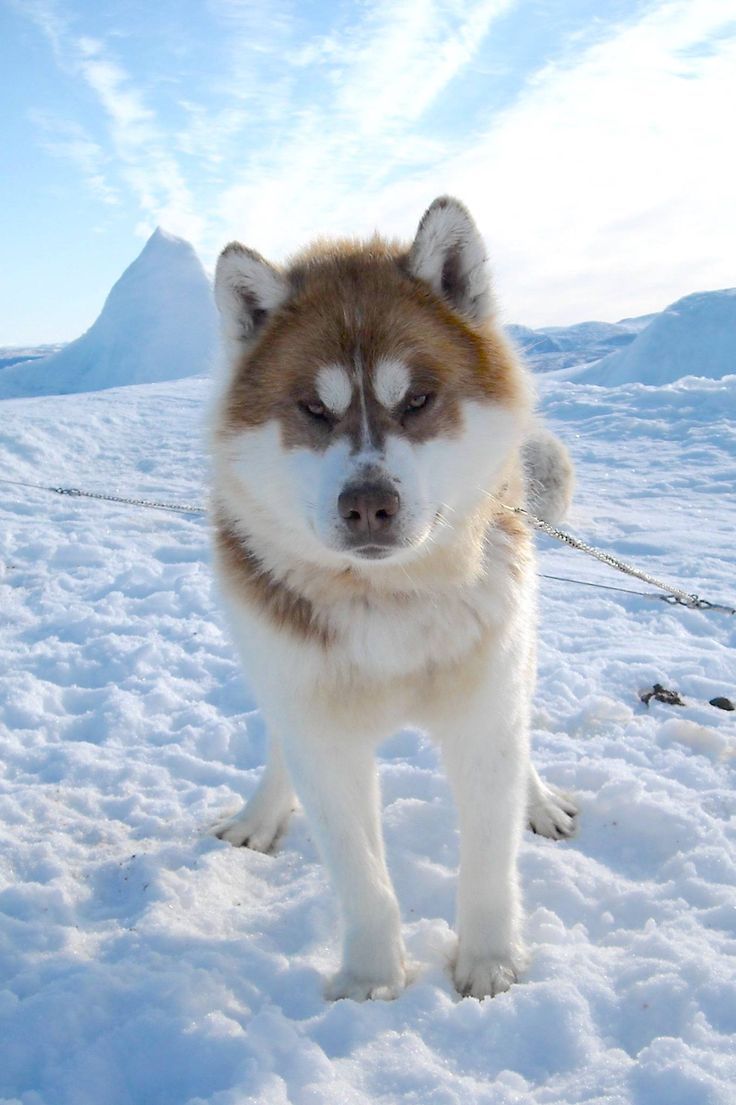 dog in arctic region