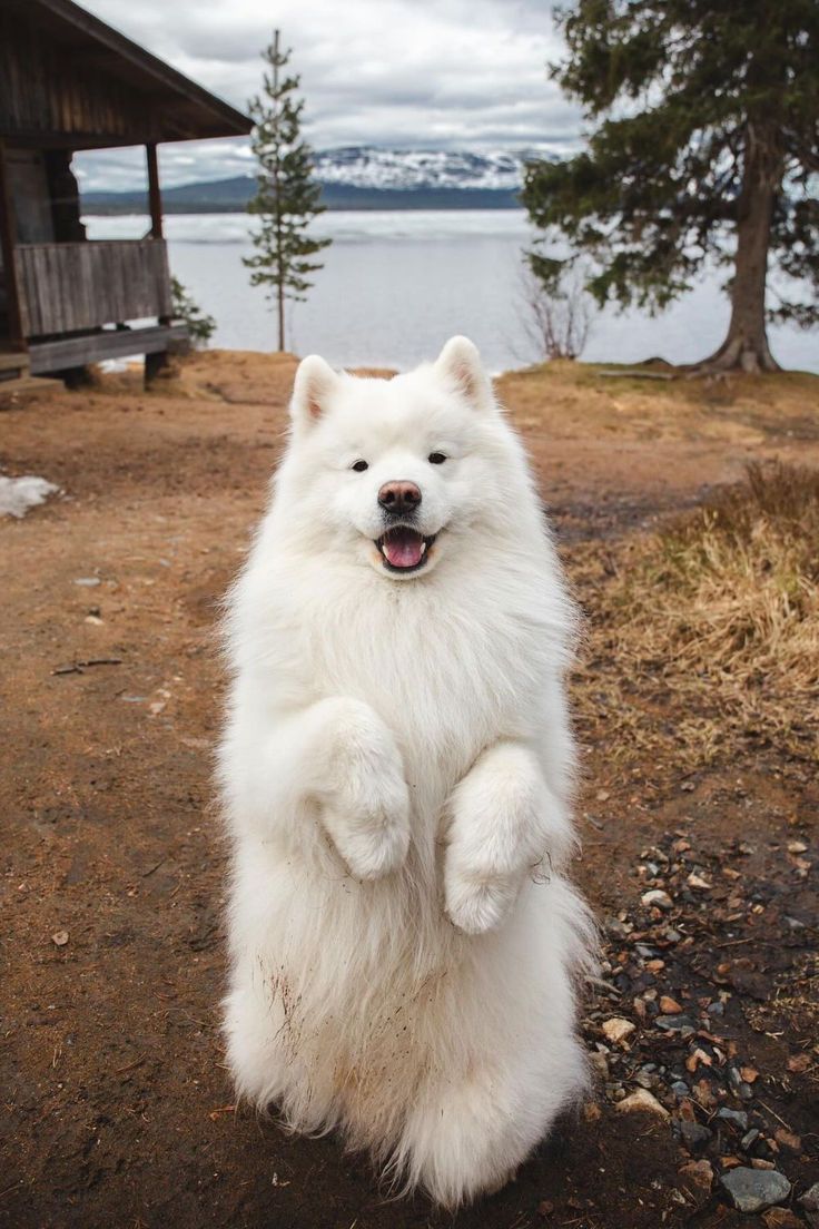 samoyed