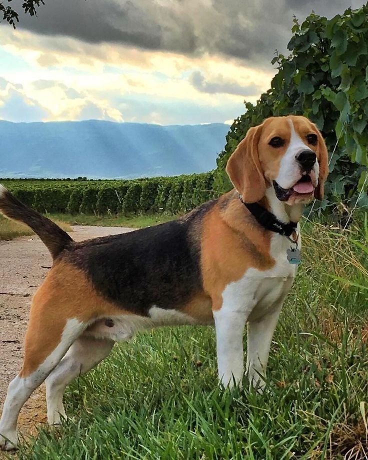 beagle dog