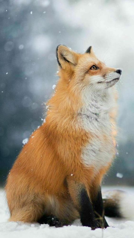 fox