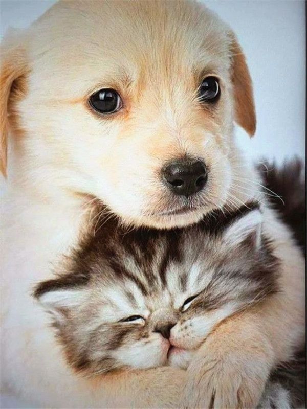 cat and dog