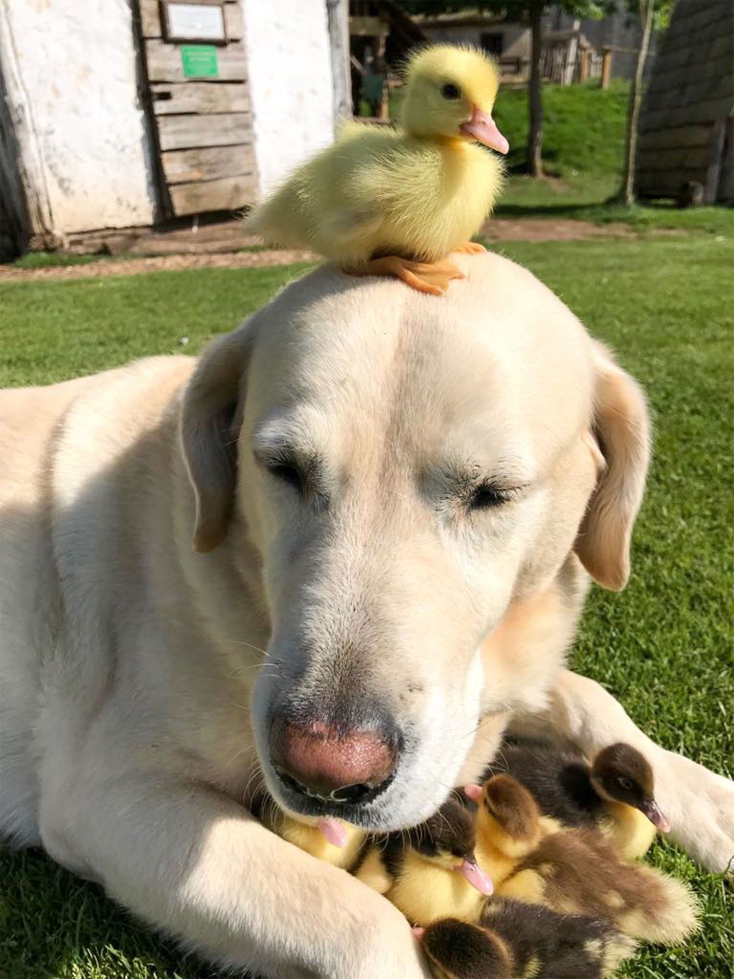 duck and dog