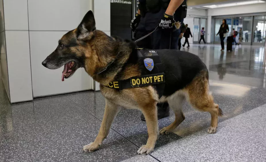 airport security dog