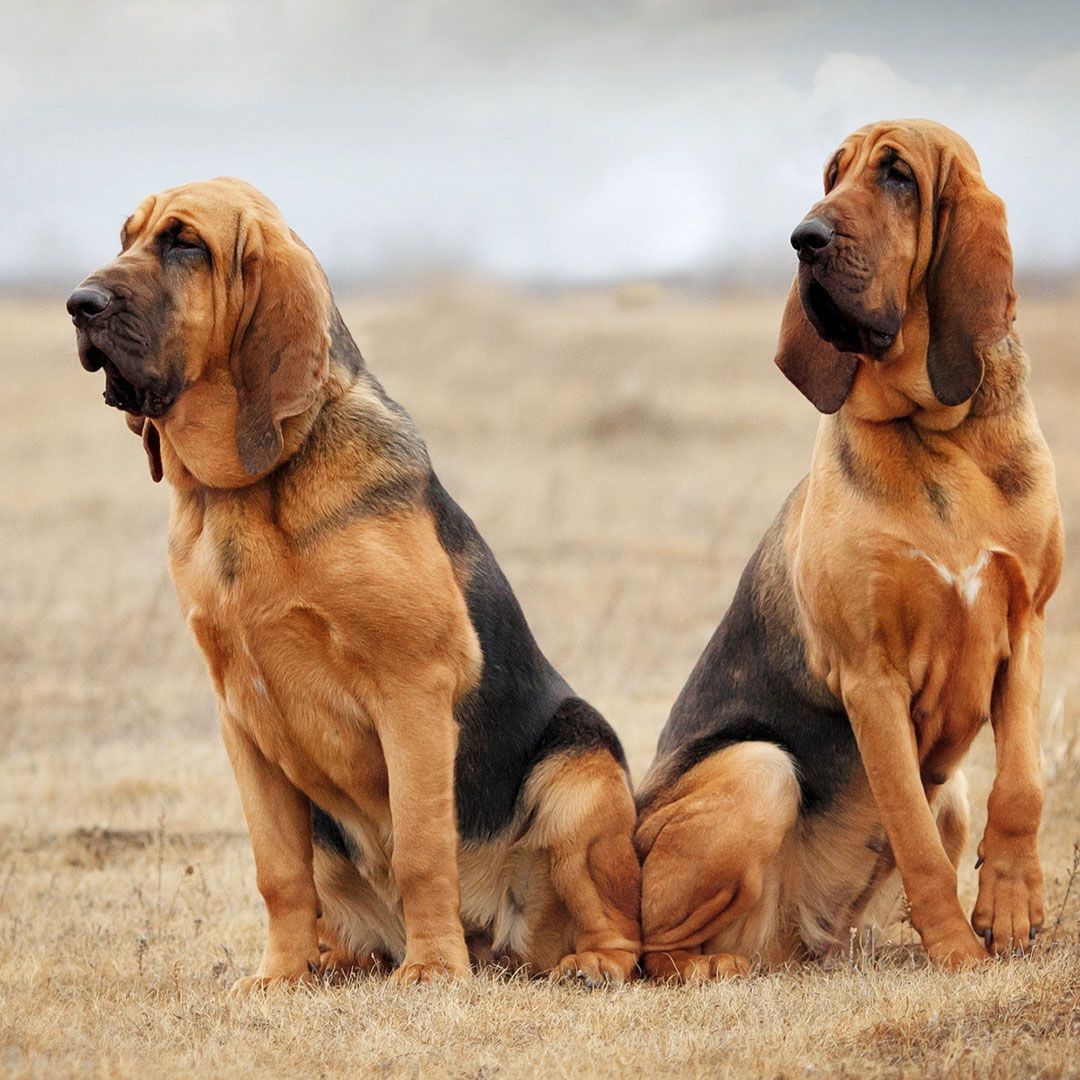 bloodhound dog