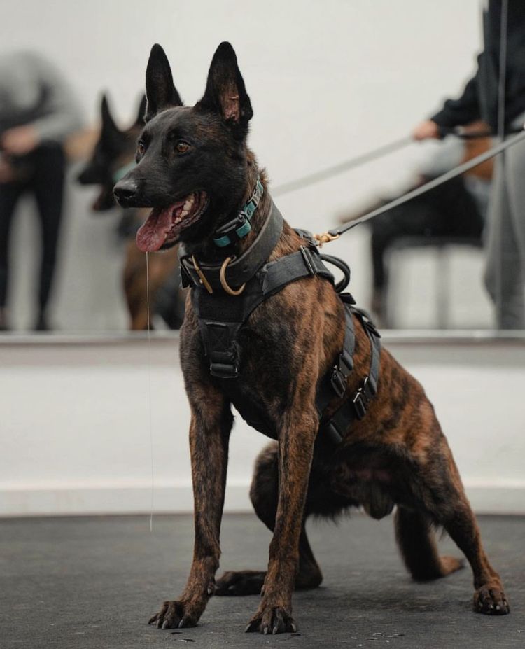 dutch shepherd