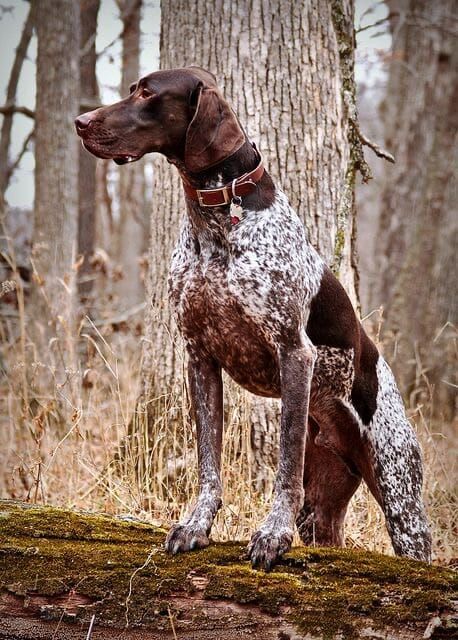 german shorthaired pointers