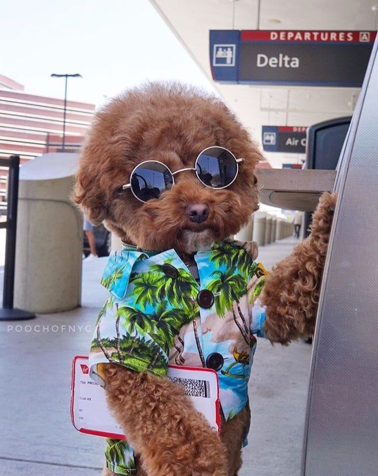 dog in the airport