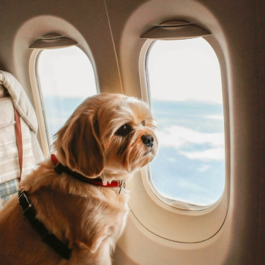 dog in plane