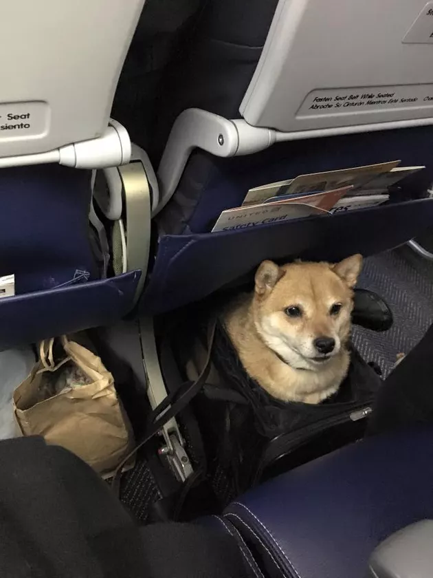 dog in plane