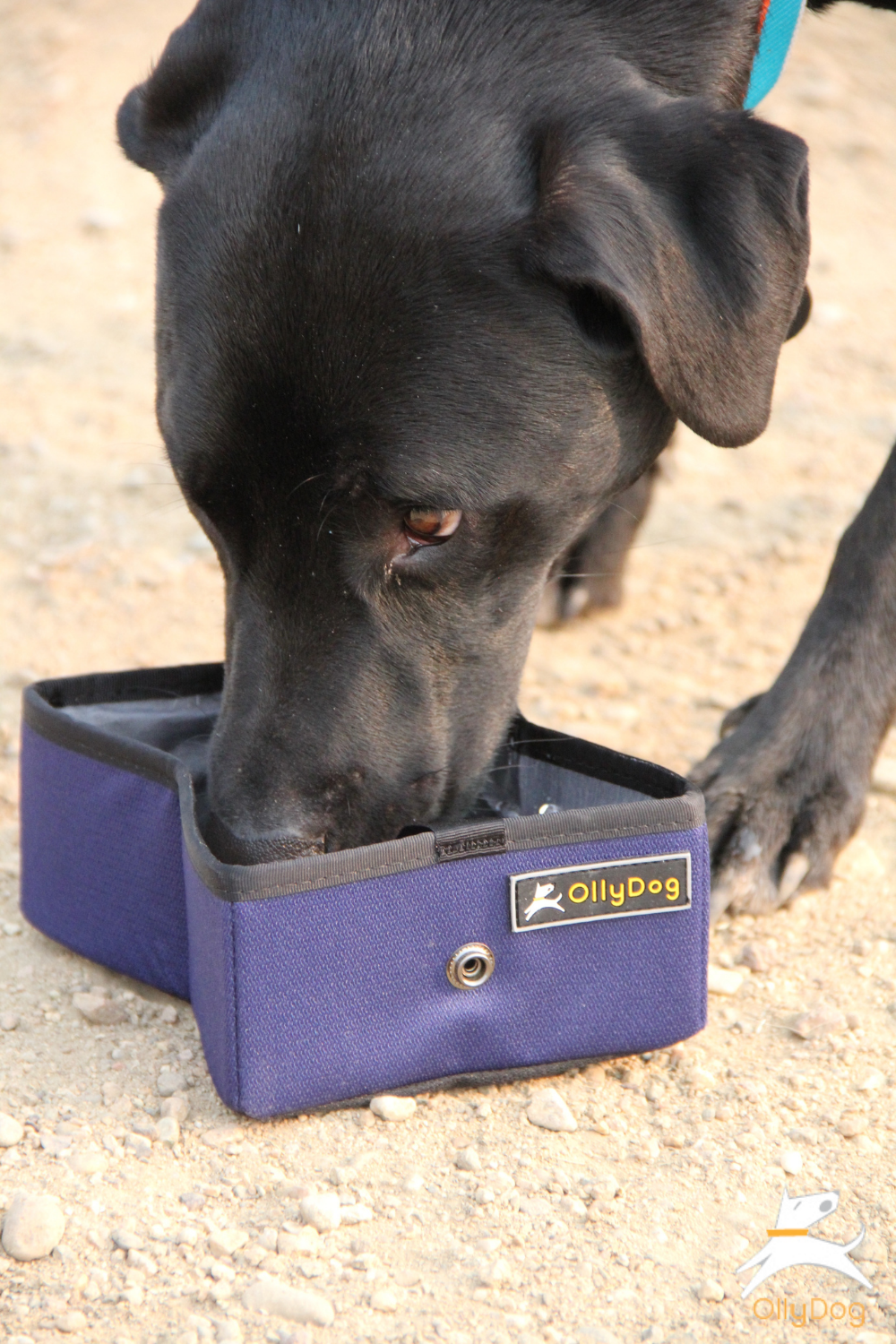 travel bowl for dog