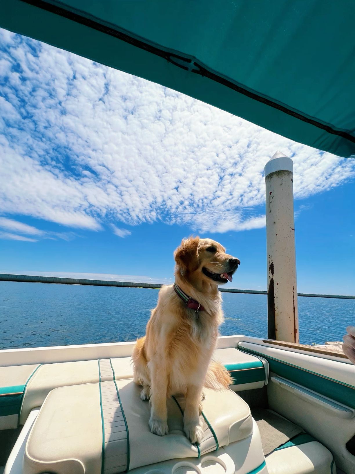 dog on boat