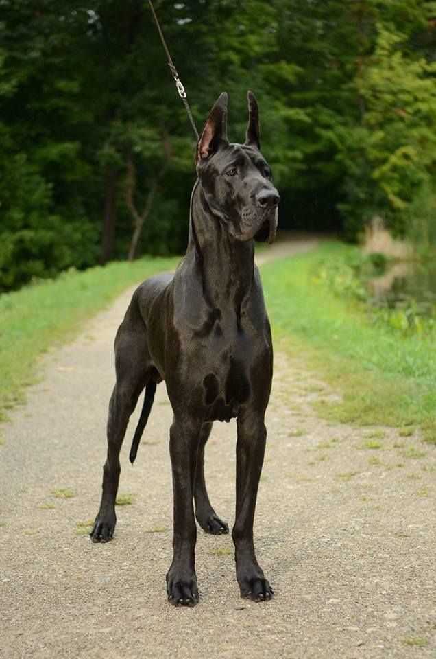 great danes dog