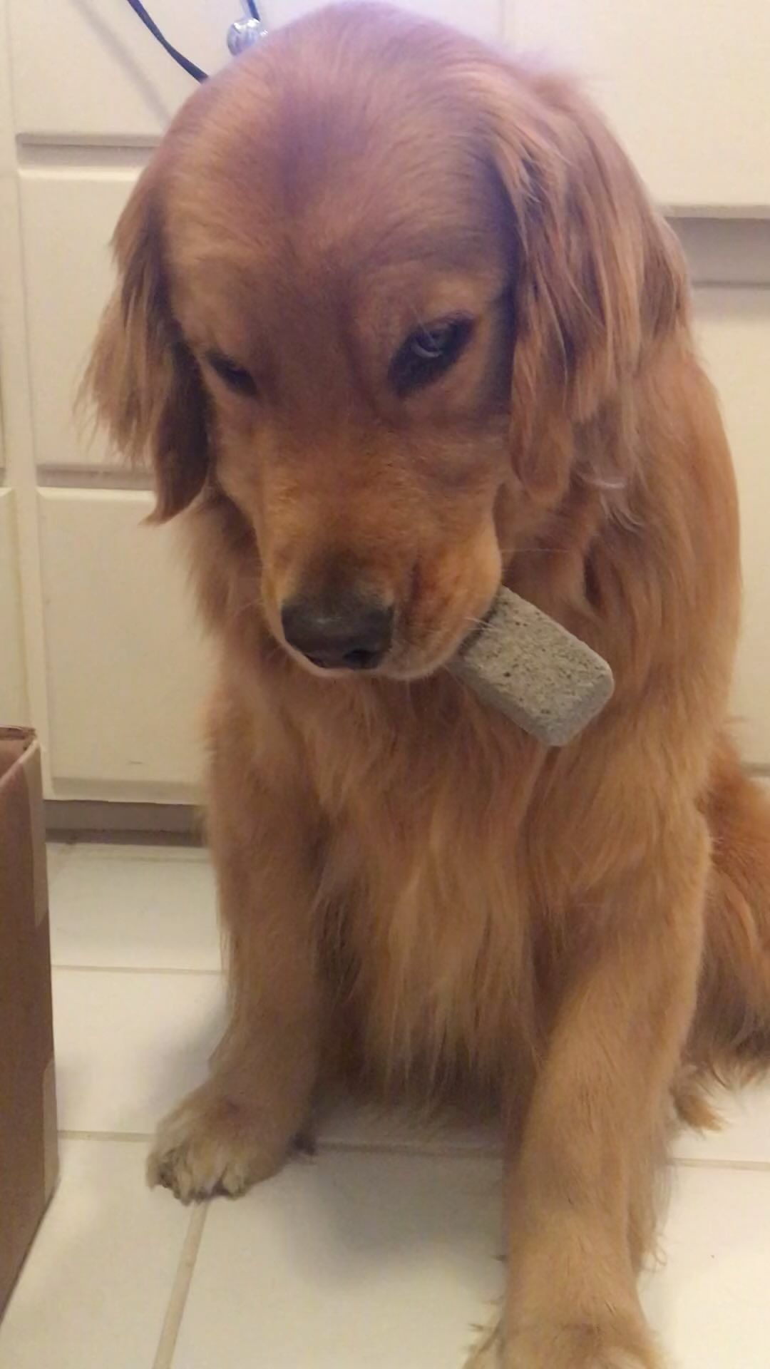 dog eating stone