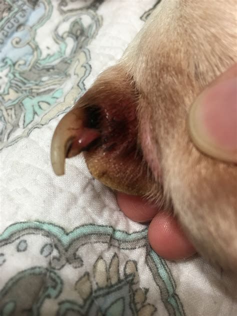 dogs nails