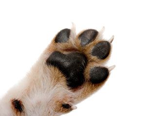 dog feet