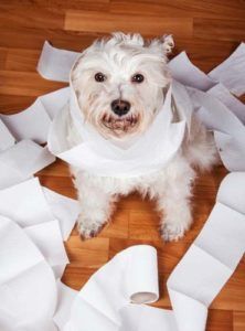 dog plays toilet paper