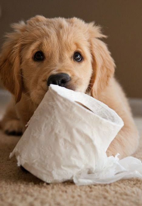 dog bites toilet paper