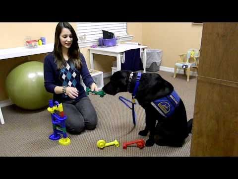 animal assistant therapy