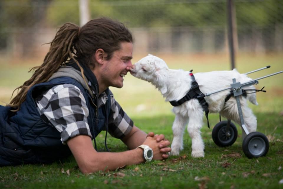 dog rehabilitation centre