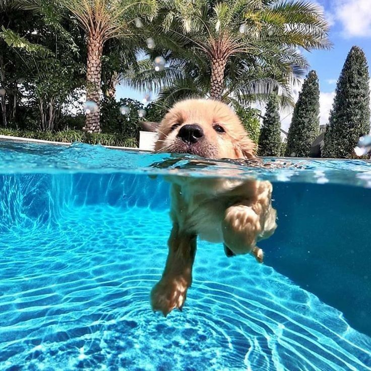 swimming dog